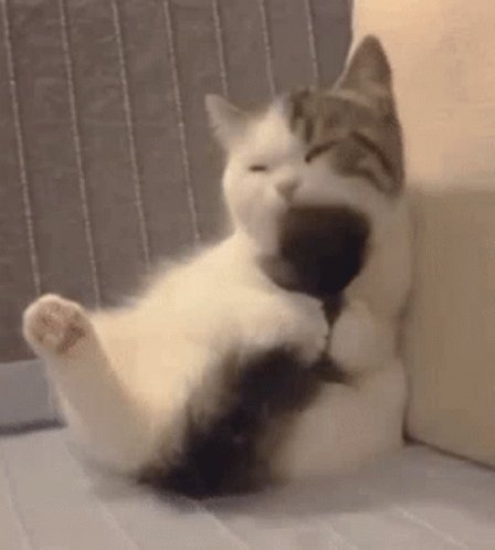 Cat Licking GIF