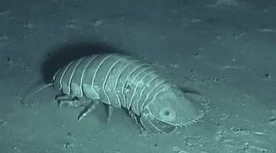 Isopod Meme GIF