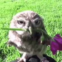 Owl Owl Flowers GIF