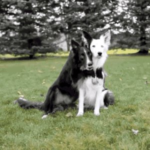 Dog Reaction GIF