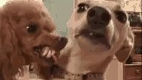 Scared Dog GIF