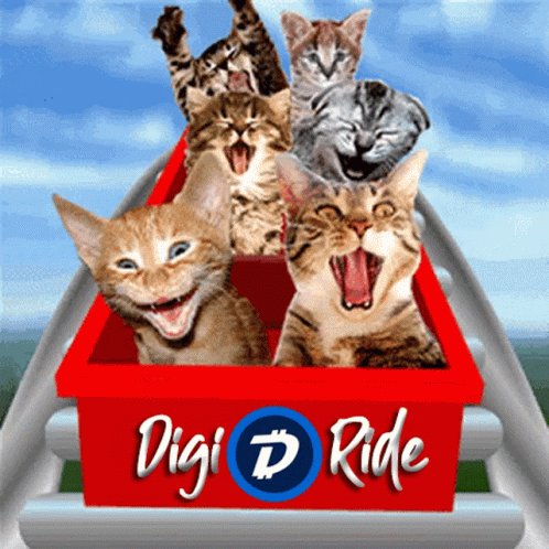 Six cats photoshopped on an...