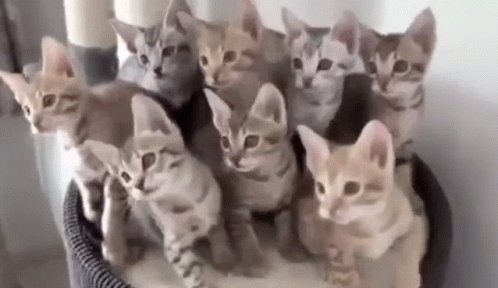 Kittens Cute Kittens GIF