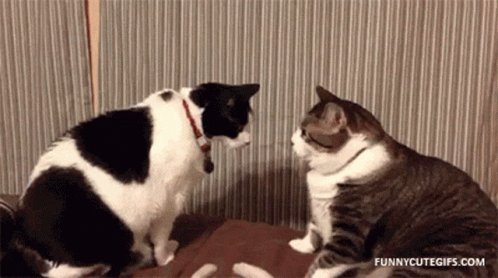 Cat Fight Hit GIF