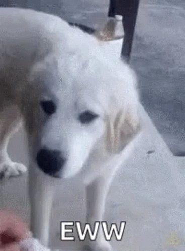 Asco Perro GIF