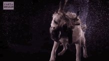 Smushed Wet Dog Face GIF