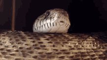 Snake Flicker Tongue GIF