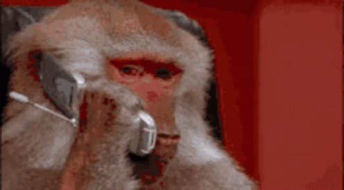 Monkey On The Phone GIF
