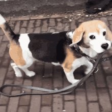 Beagle Puppy Independent GIF