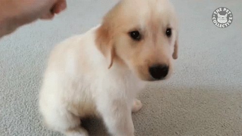 Pet Brush GIF