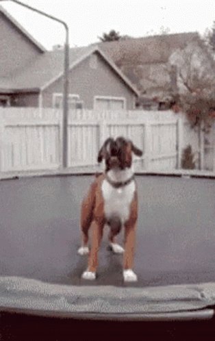 Happy Dog GIF