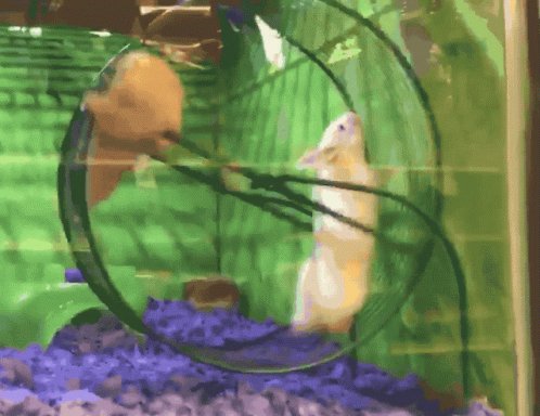 Hamster Spinning GIF