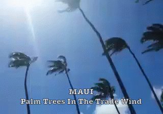 Maui Trade Wind GIF