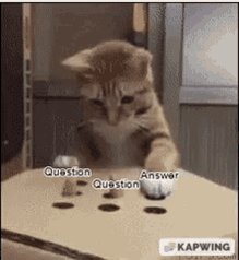 Cat Answer Cat Question GIF