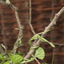 Growing Vines Veritasium GIF