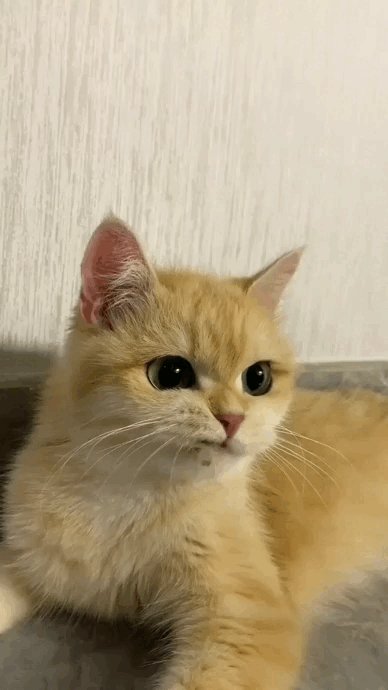 DangeonMaster 🇺🇦 on Twitter: "Cat version of @trappychan_ :D https://t.co/6mLmVLSXX8" / Twitter