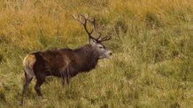 Gif d'un cerf qui brame