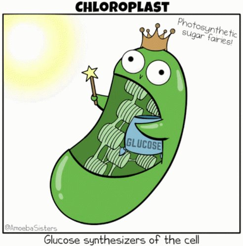 Amoeba Sisters GIF