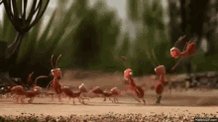 Ant Teamwork - Teamwork GIF