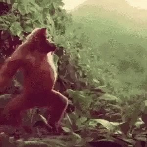 Monkey Dancing Monkey GIF