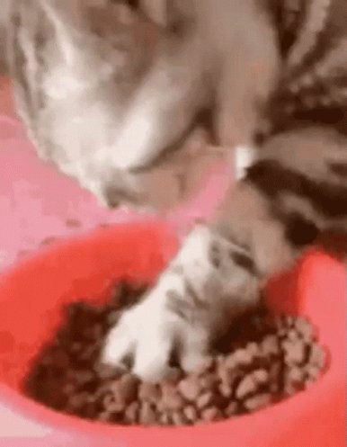 Joongcat GIF