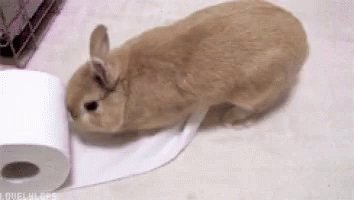 Toilet Paper Bunny GIF