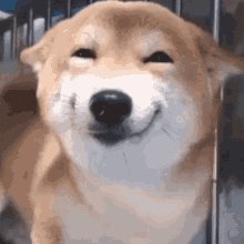 Dog Smile GIF