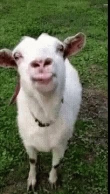 Goat Tongue Out GIF