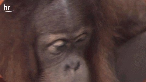 monkey love GIF by hr-fernsehen