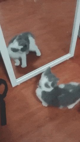 Kitten Aww GIF by MOODMAN