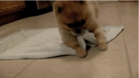 burrito GIF