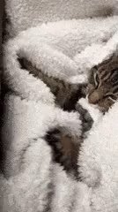 Cocooning GIF