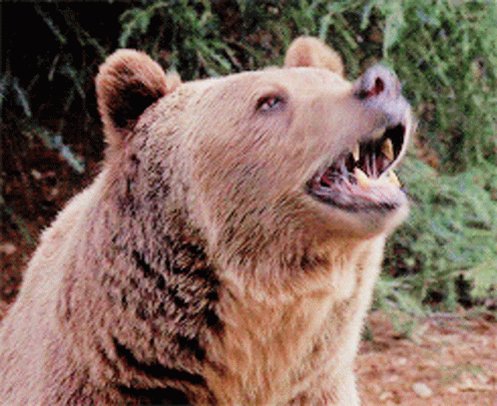 Greys Anatomy Grizzly Bear GIF