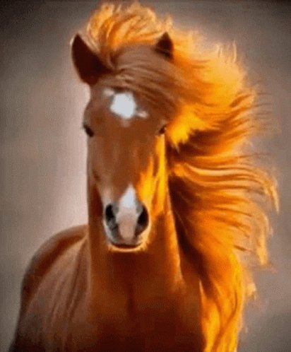 Horse Hair GIF
