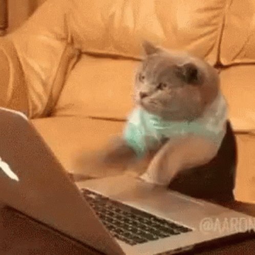 Working Cat GIF