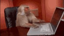 Monkey Computer Not Working...