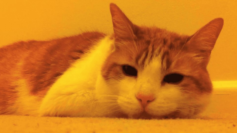 SimDoughnut on Twitter "When you hear your cat hopping up on the