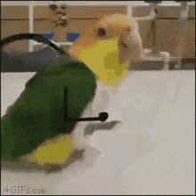 Happy Bird GIF