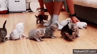 Wrangling Cats Kittens GIF