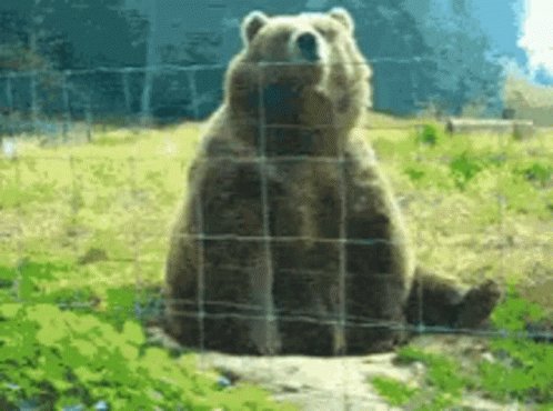 Wave To Me Bear GIF