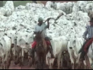 Gado Berrante GIF by vttr