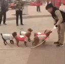 Poodle Dog GIF