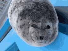 Silly Seal GIF