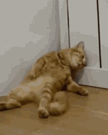 Sad Cat GIF