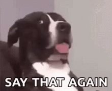 Say That Again Dogs GIF