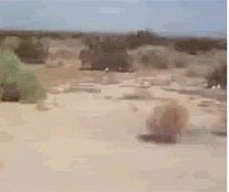 tumbleweed GIF