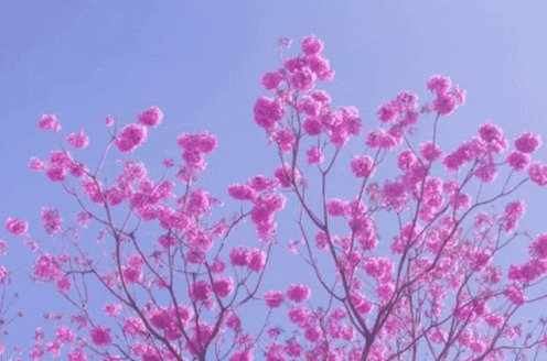 Ipebelohorizonte Flower GIF