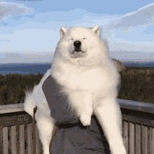 Doggo Cute GIF