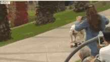 Dog Skate GIF