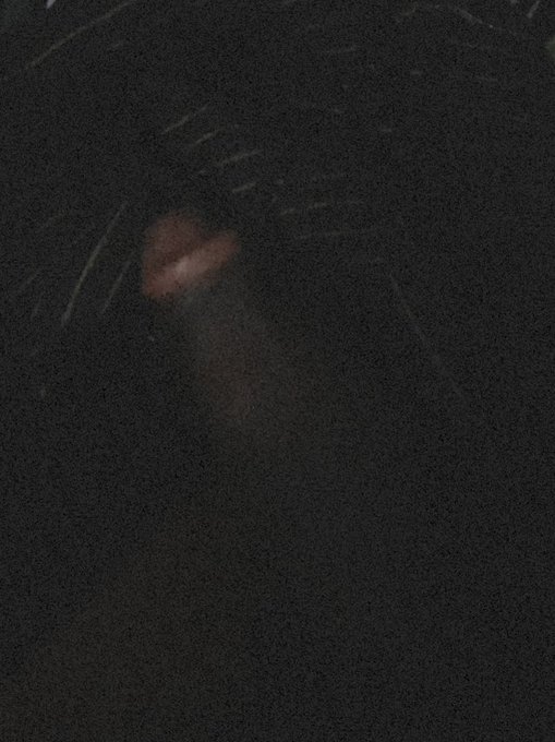 wildbedtc